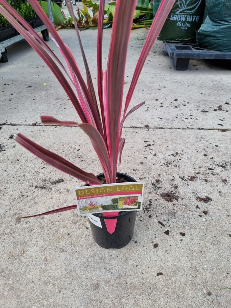 Cordyline 'Pink Passion' 6" Pot