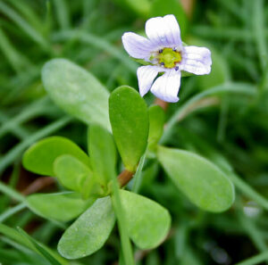 Brahmi Herb