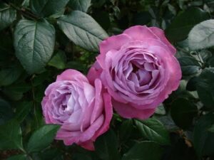 Rose 'Blue River'