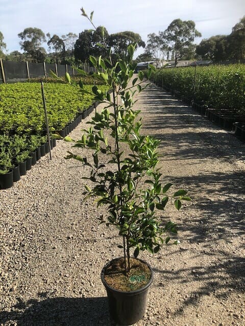 A Camellia sasanqua 'Setsugekka' 10" Pot with green leaves is displayed on a gravel path among rows of other potted plants at the nursery.
