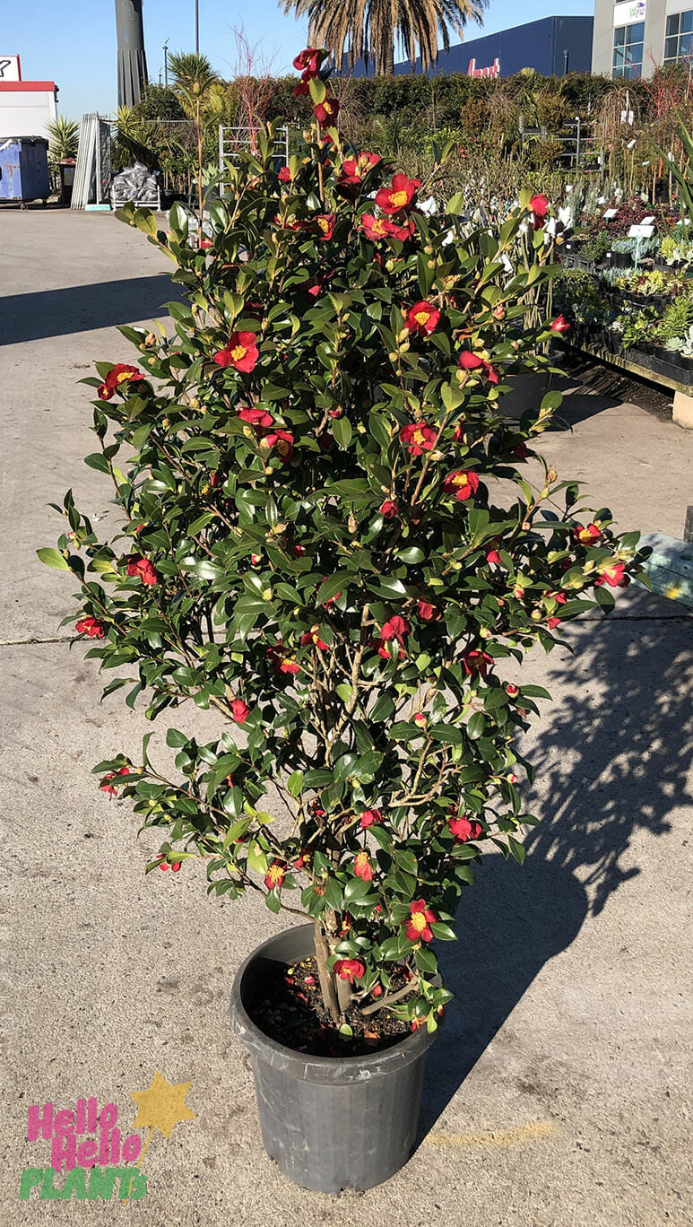 Hello Hello Plants Camellia sasanqua ‘Yuletide’