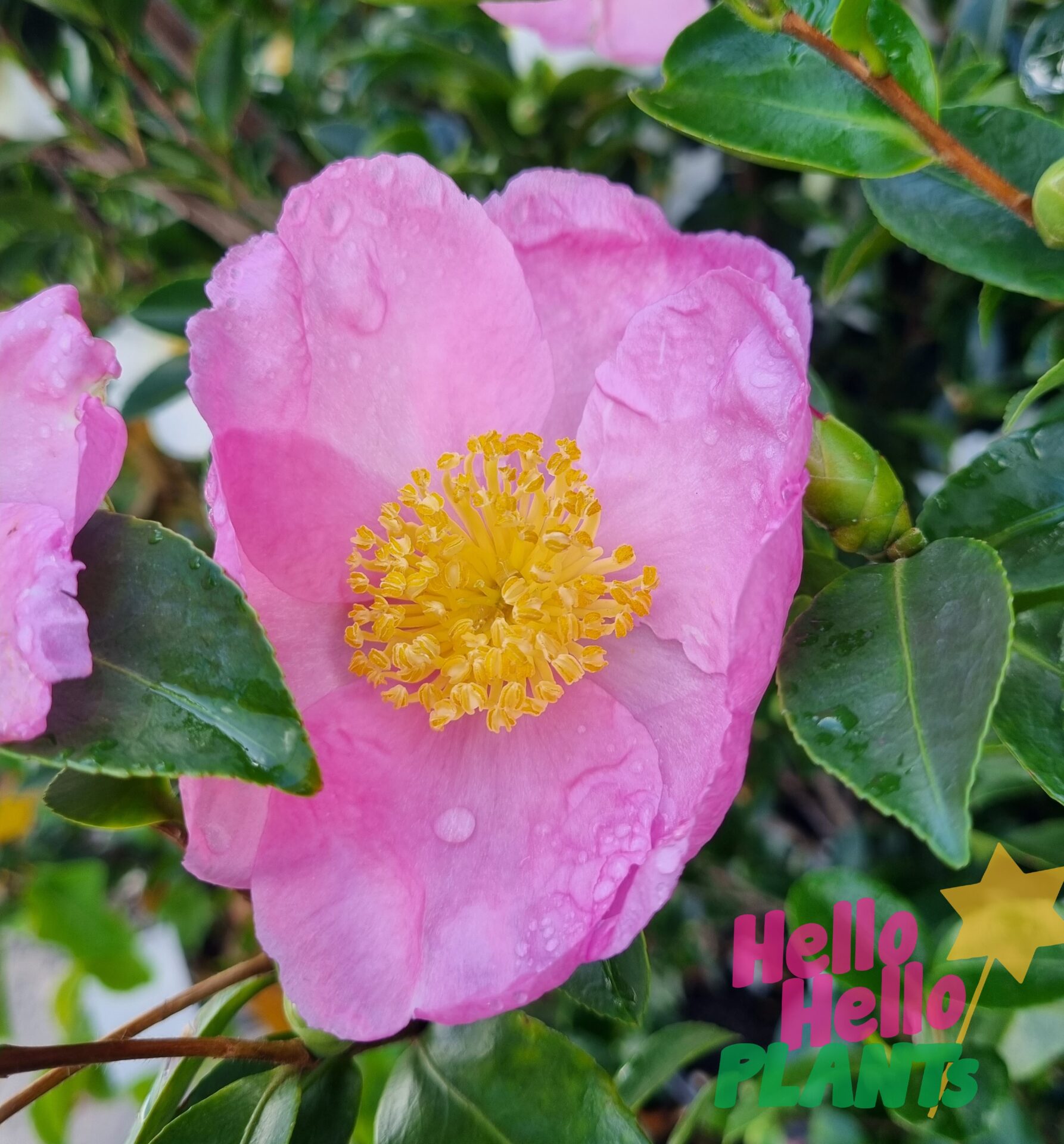 Camellia sasanqua 'Plantation Pink'