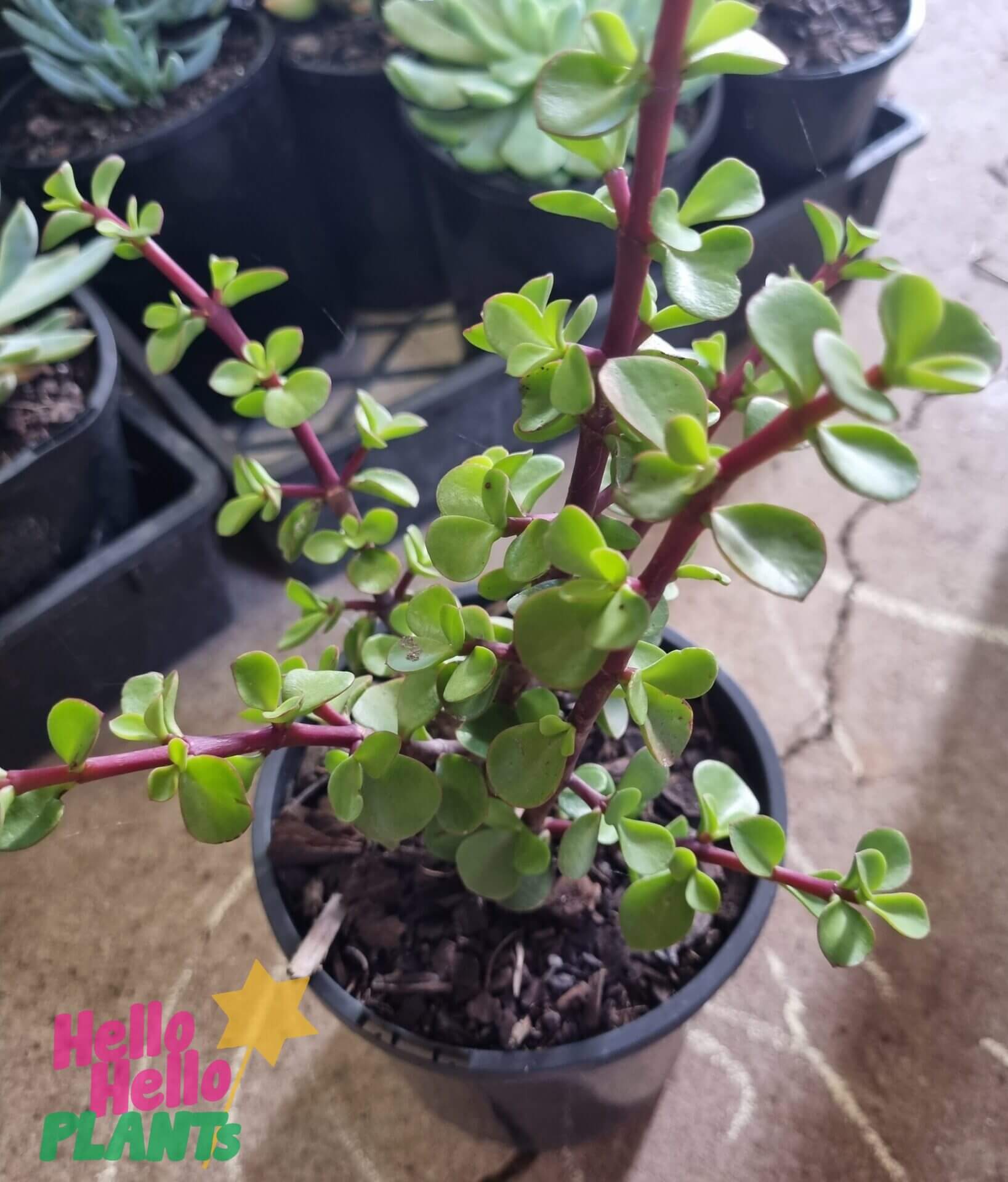 Crassula Jade 'Fine Leaf' Succulent 6" Pot