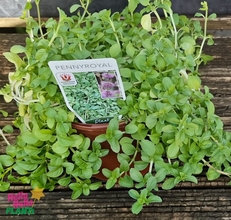 A 4" Savoury Of Crete pot holds a dense green pennyroyal plant, with a label displaying its name and image, elegantly placed on a wooden surface.