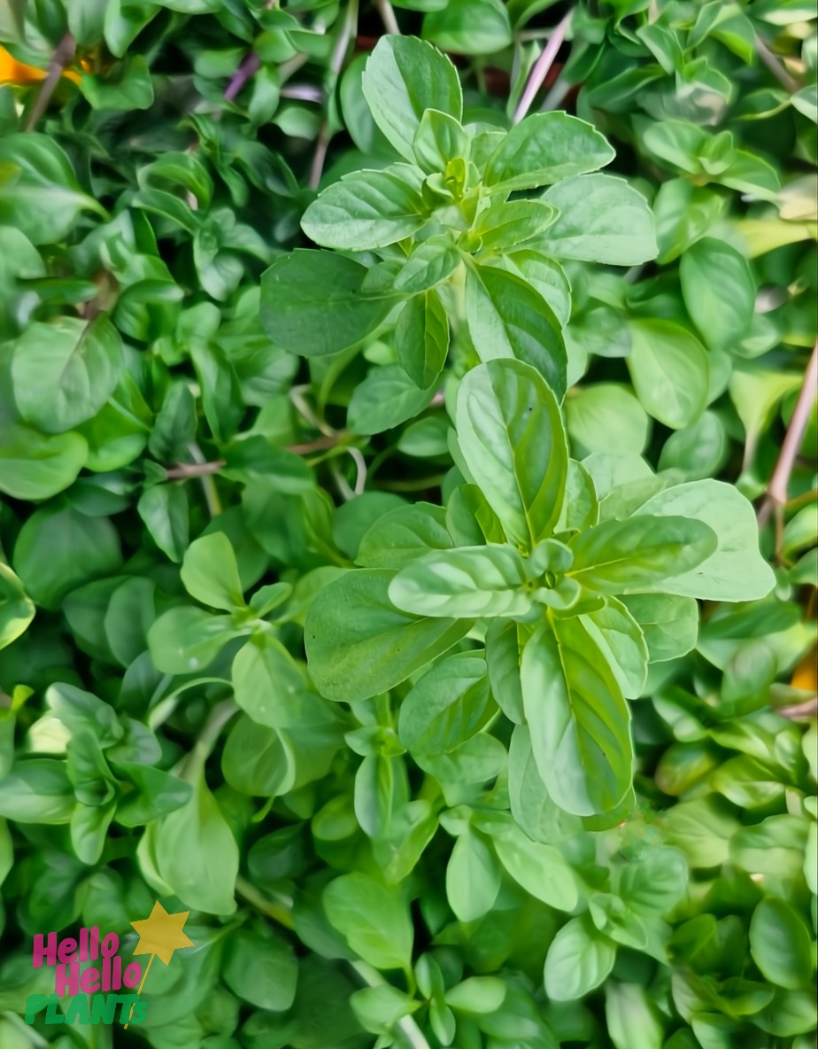 Mint 'Pennyroyal' 4" Pot