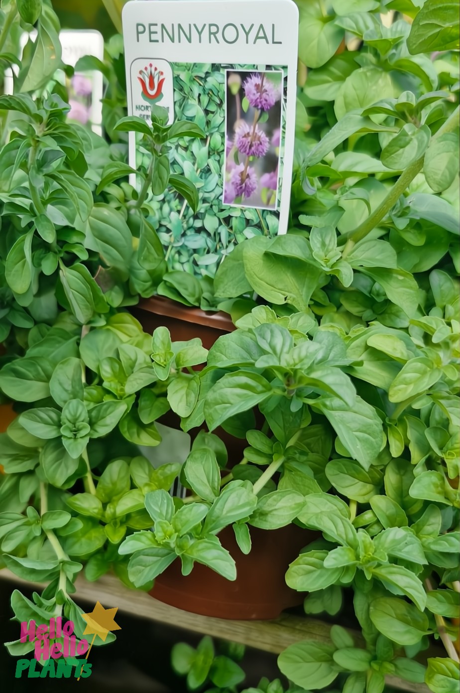 Mint 'Pennyroyal' 4" Pot