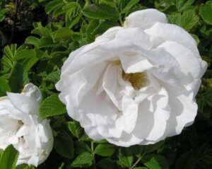 Rose 'Rugosa Alba' Bush Form