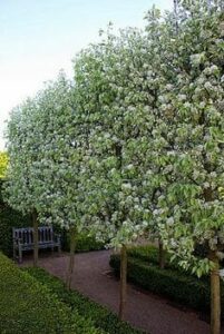 Pyrus nivalis 'Snow Pear'