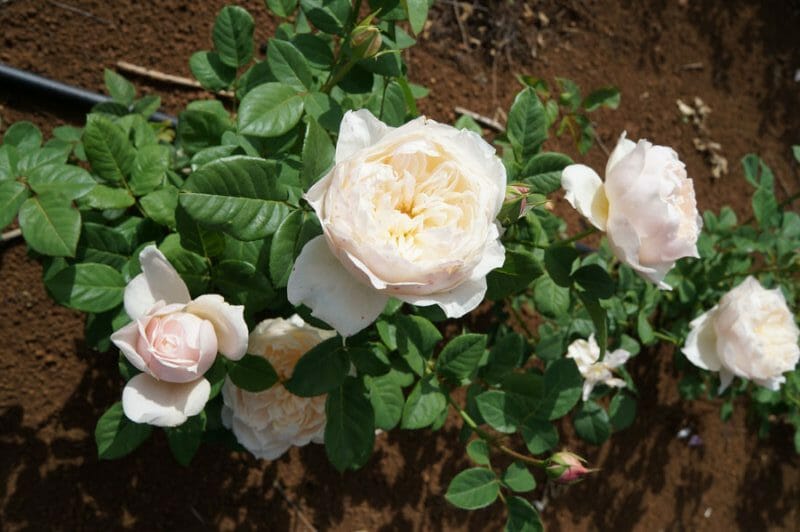 Rose 'Troilus' (David Austin) 3ft Standard