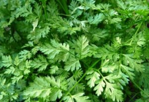 Chervil Herb 4" Pot