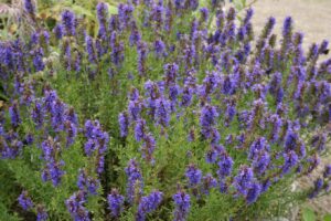 A Hyssop 4" Pot with purple flowers in a garden.