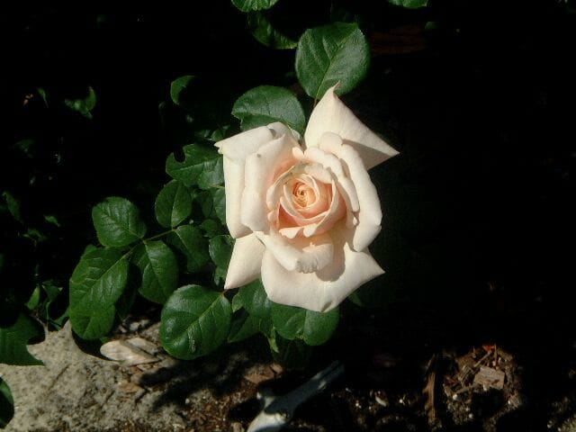 Rose 'Spirit Of Peace'