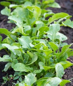 Rocket 'Salad' 4" Pot