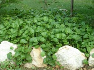 Arthritis Herb 4" Pot