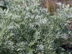 Artemisia 'Silver' Wormwood