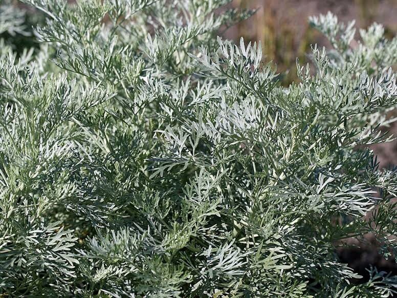 Artemisia 'Silver' Wormwood 4" Pot