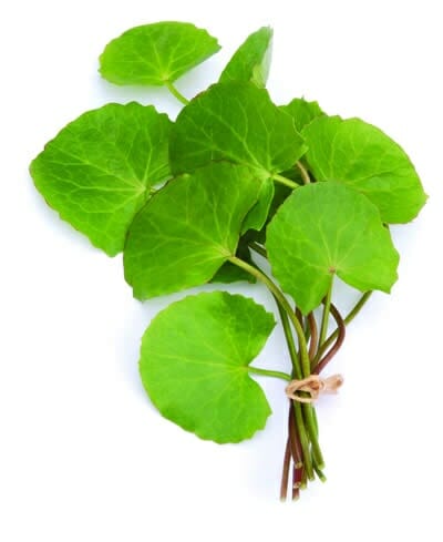 Arthritis Herb 4" Pot