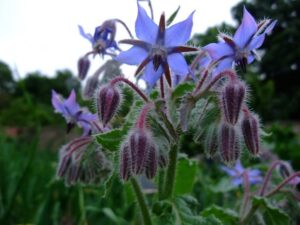 Borage Herb 4" Pot