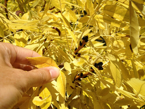 Fraxinus 'Golden Ash' Tree Weeping