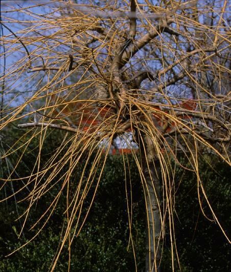 Fraxinus 'Golden Ash' Tree Weeping