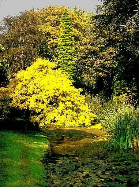 Fraxinus 'Golden Ash' Tree Weeping