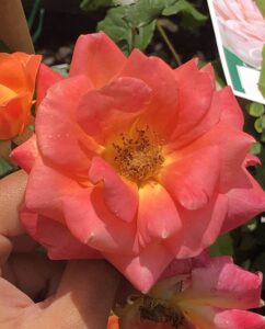 A hand holds a blooming Rose 'Woburn Abbey'—orange-pink petals with leaves and another flower in the background, capturing the garden’s charm.