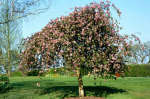 Weeping Crab Apple @ Hello Hello Plants