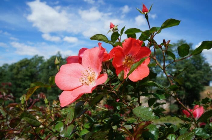 Rose 'Coral Meidiland'
