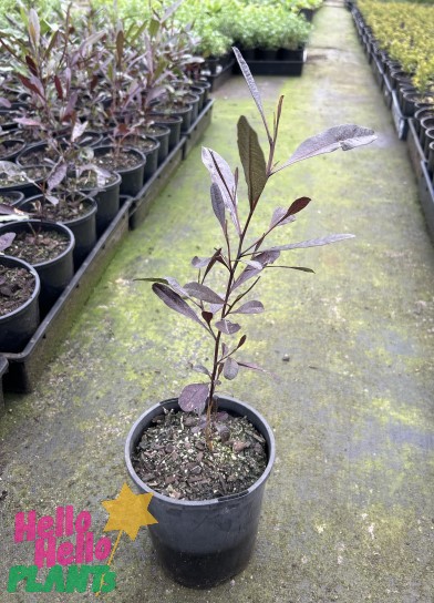 The Dodonaea 'Purple Hop Bush' 6" Pot, featuring dark leaves, sits in a black pot on a walkway between rows of potted plants in a nursery. The pot is adorned with a colorful label bearing the text "Hello Hello Plants.