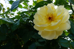 Rose 'Golden Touch' Ground Cover