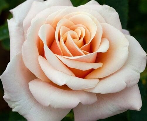 Close-up of a blooming Rose 'Spirit Of Peace' with its pale pink petals gracefully displayed against a backdrop of green leaves.