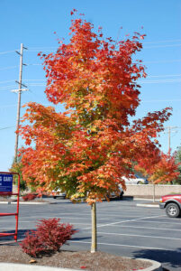 Acer 'Warrenred/Pacific Sunset' Maple