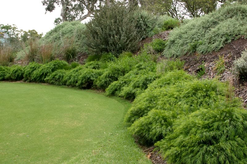 Acacia cognata 'Dazzler'