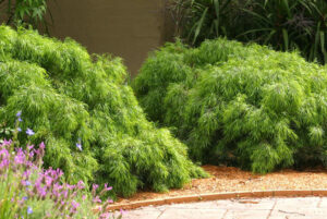 Acacia cognata 'Dazzler'