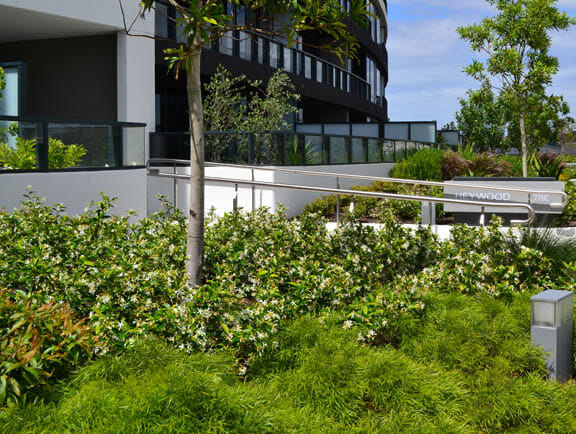 Acacia cognata 'Dazzler'