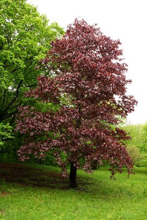 Acer 'Crimson King' Maple