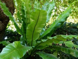 Asplenium 'Birds Nest Fern'