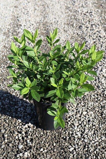 Azalea 'Magnifica Pink' 7" Pot plant with lush green leaves on a gravel surface.