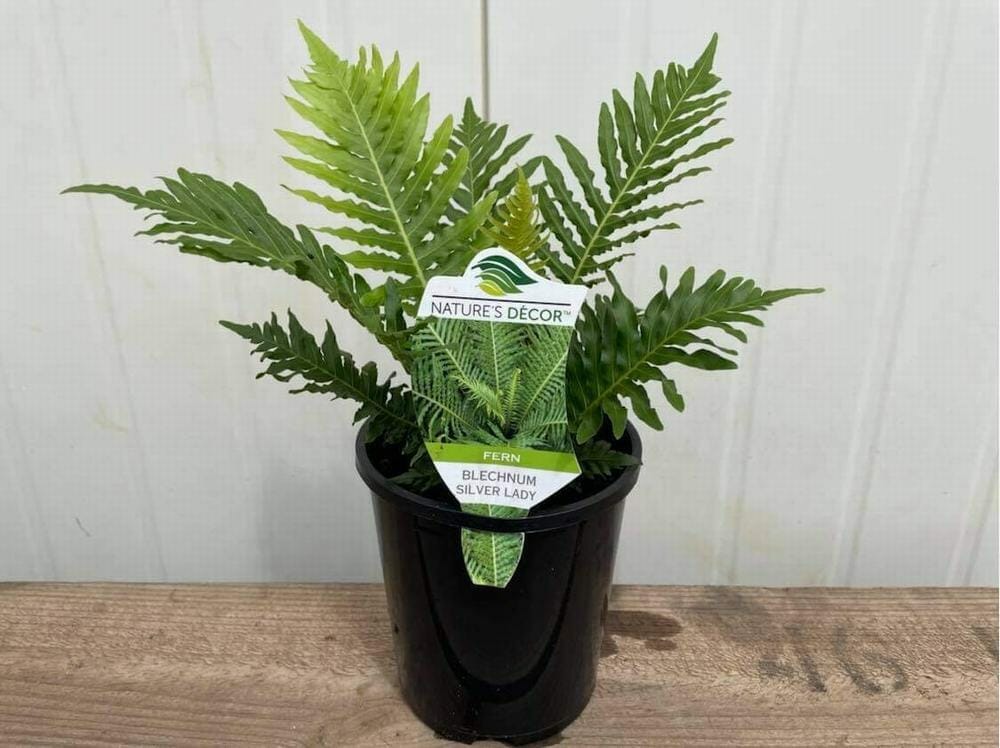 Blechnum 'Silver Lady/Dwarf Tree Fern' 6" Pot