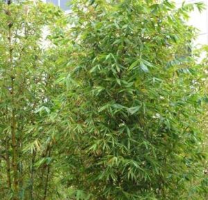 Bamboo oldhamii 'Giant Timber Bamboo' plants with dense green leaves grow outdoors in natural light, with buildings partly visible in the background.