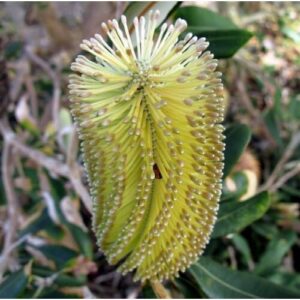 Banksia 'Golden Girl'