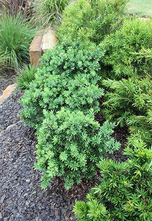 A Callistemon 'Better John™' 7" Pot in a garden.