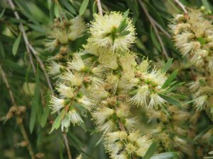 Callistemon sieberi 'River Bottlebrush'