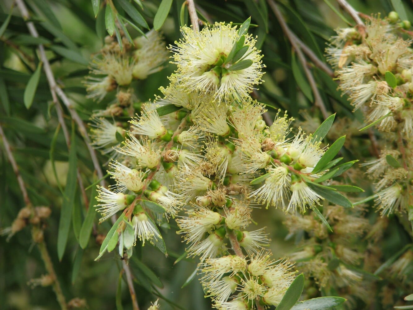 Callistemon sieberi 'River Bottlebrush'