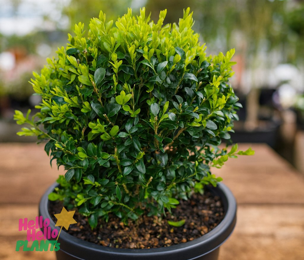 A healthy Buxus 'English Box' Topiary Ball in a 13" black plastic pot sits on a wooden surface, displaying bright green leaves. The "Hello Hello Plants" logo appears in the bottom left corner.