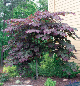 Cercis 'Forest Pansy' 13" Pot