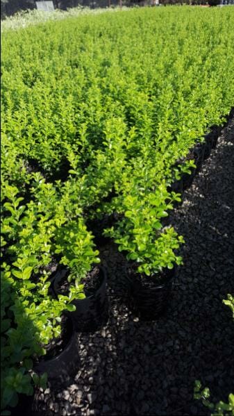 Rows of Pittosporum 'Green Pillar' 6" pots are arranged neatly on a gravel surface in a nursery or garden center.