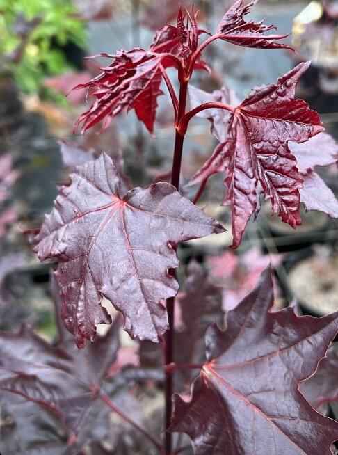 Acer 'Crimson King' Maple