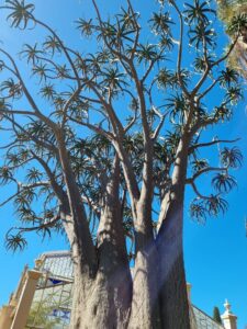 Aloe barberae 'Tree Aloe', a large branching succulent with thick trunks and spiky leaves, stands beneath a clear blue sky, with a glass greenhouse and building in the background.