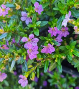 Cuphea 'Mauve' 6" Pot features clusters of small, five-petaled purple flowers and green, lance-shaped leaves. Ideal for a 6-inch pot.